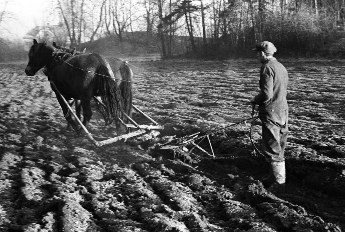 Anders Beer Wilse, Prot: Höstplöiing - Kongsgård