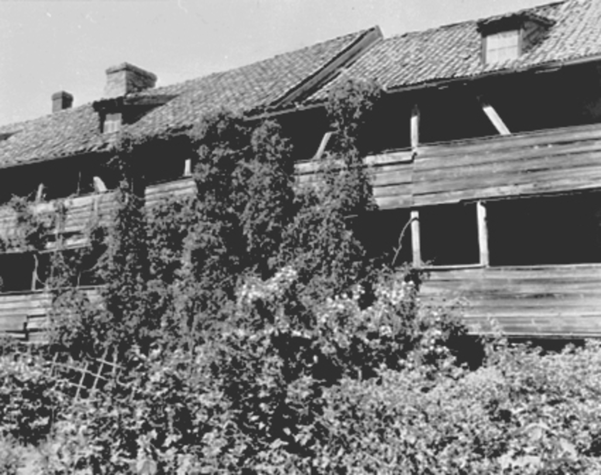 Anno Domkirkeodden, EKSTERIØR BAKGÅRD, SKAPPELSGATE 3, FRUKT-BLOMSTERHAGE, AGERSBORGS GÅRD