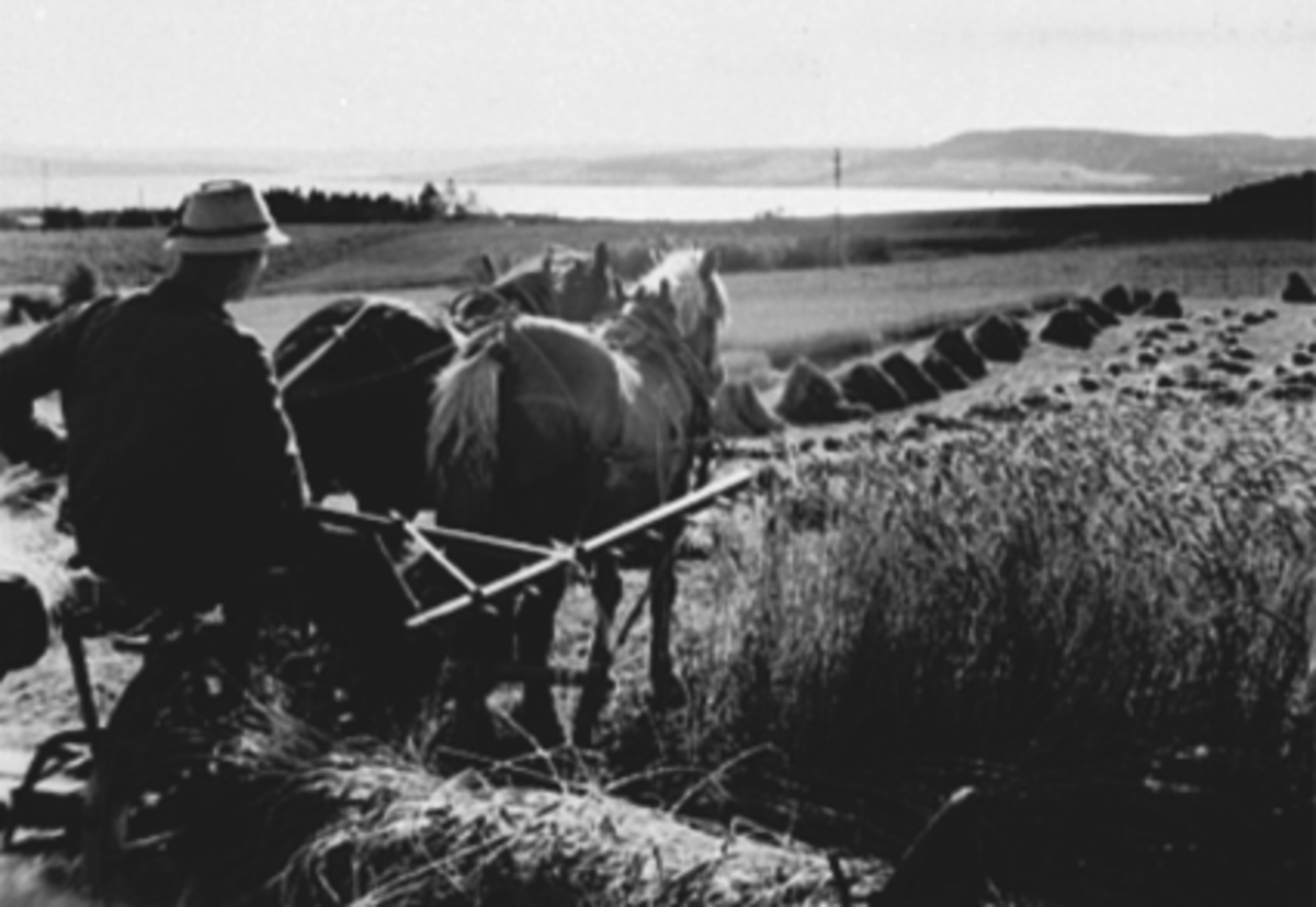 Anno Domkirkeodden, SLÅTTONN, FURUBERGET GÅRD, MANN MED 2 HESTER OG SLÅMASKIN