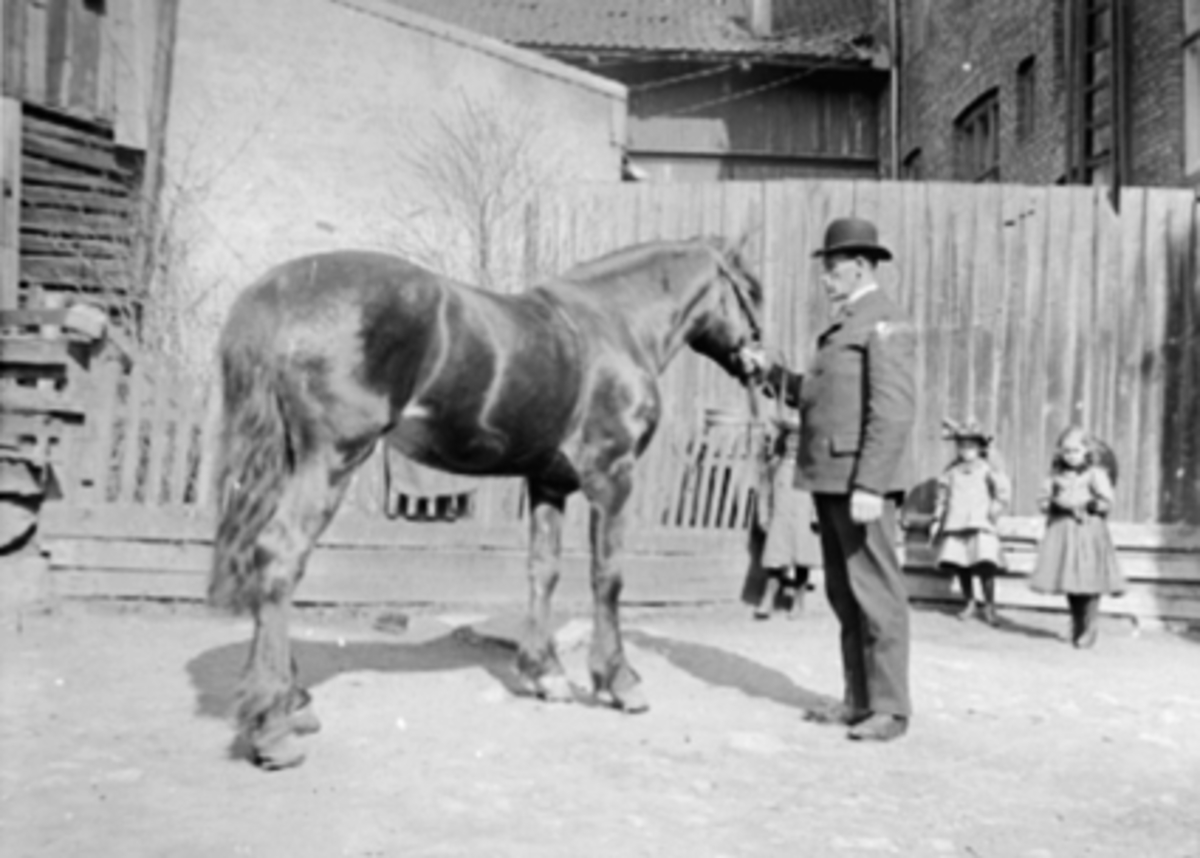 Anno Domkirkeodden, UKJENT MANN MED HEST, 3 PIKER, UKJENT BAKGÅRD, VOGNMANN?