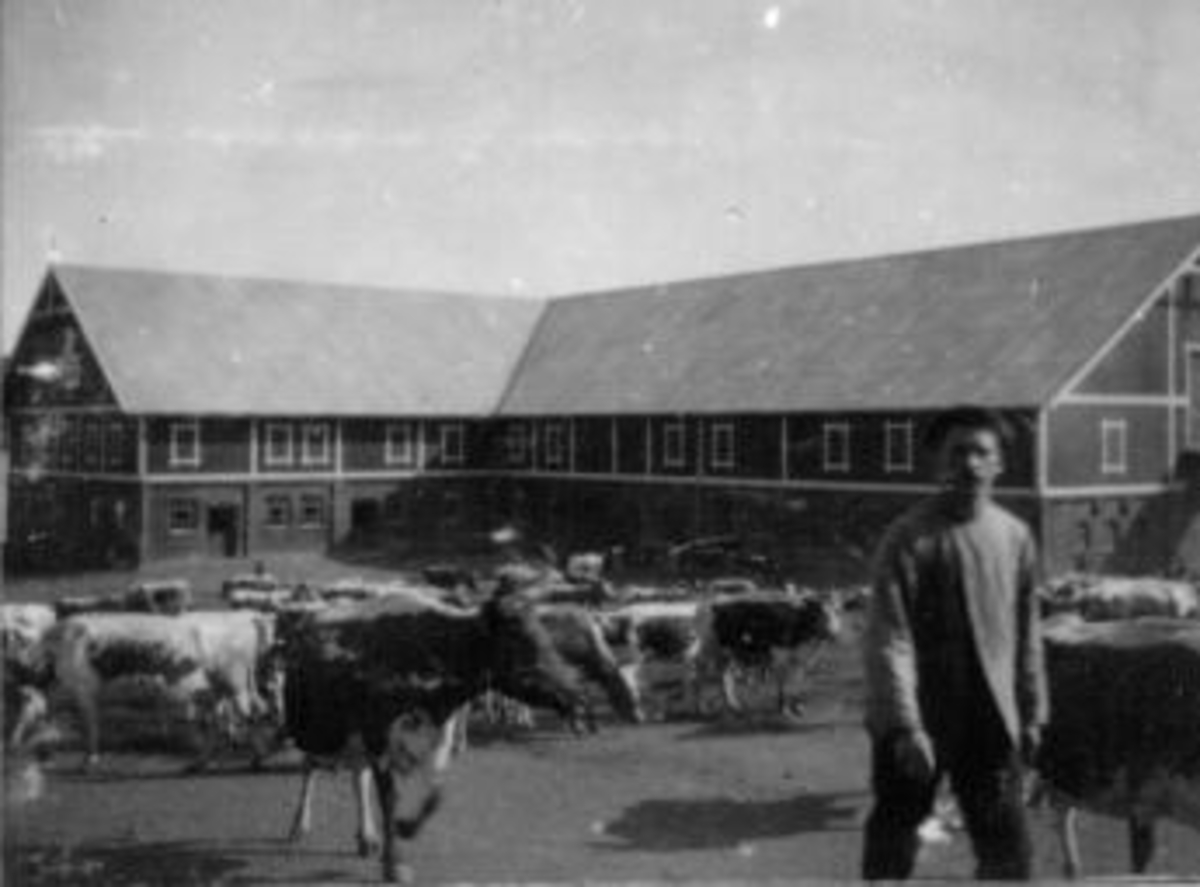 Anno Domkirkeodden, Flokk med kuer utenfor fjøset på Toftes Gave, Nedre Sund, Helgøya.