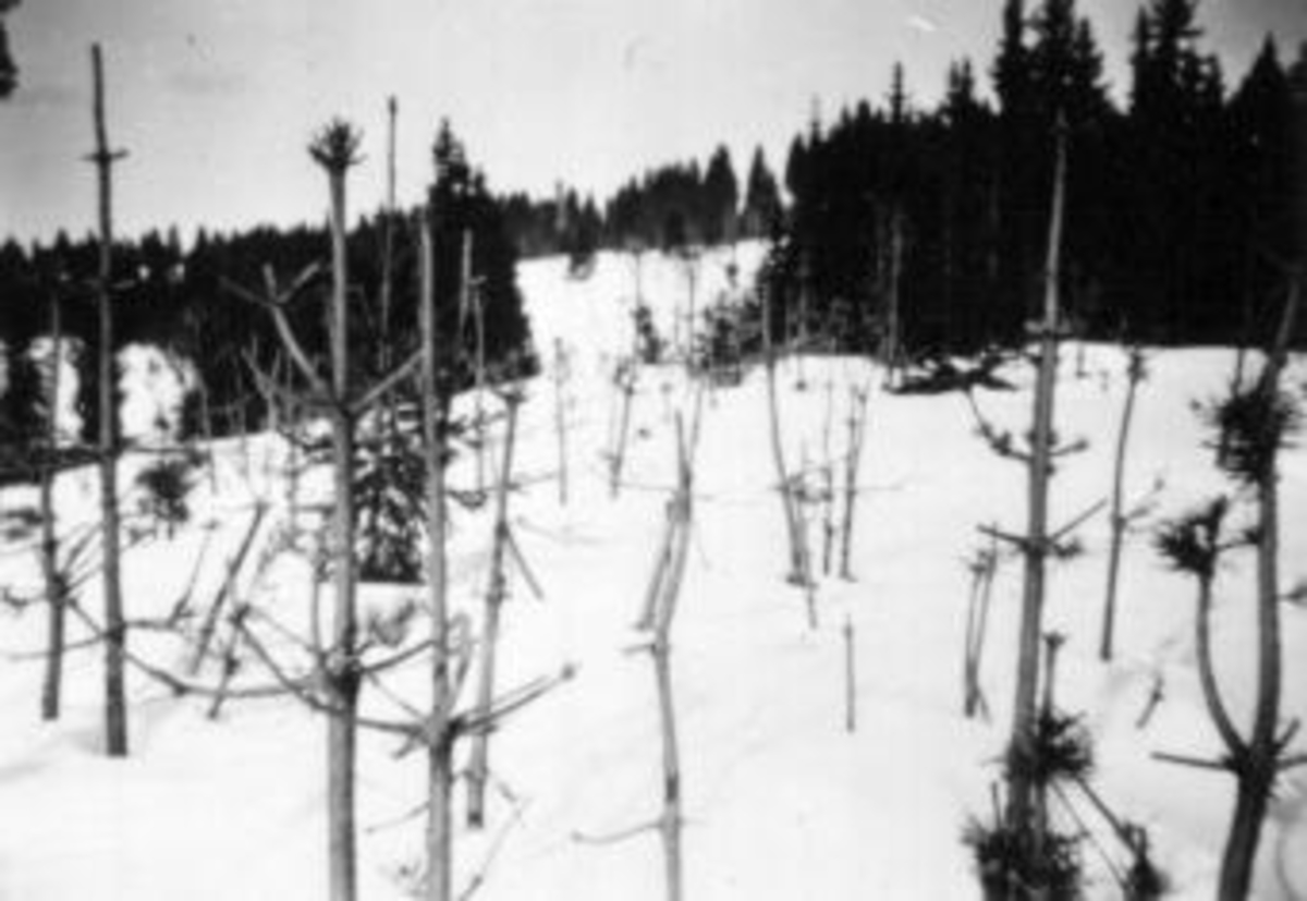 Anno Domkirkeodden, Elgskadet skog i Ringsaker Almenning. Avspiste furutrær, furuforyngelse som er 100% ødelagt.