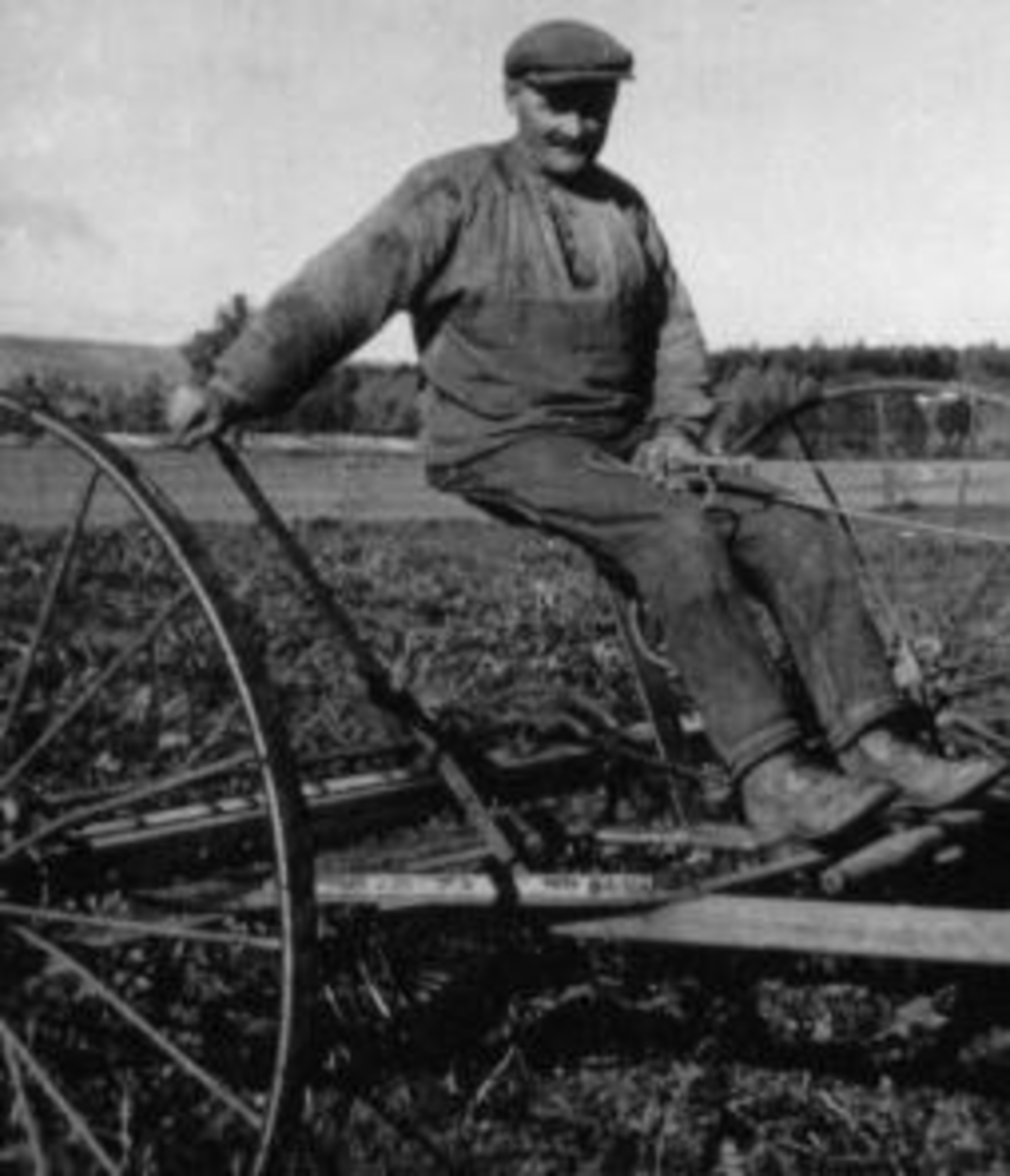 Anno Domkirkeodden, Potetonn. Johannes Fløttum raker potetgras.