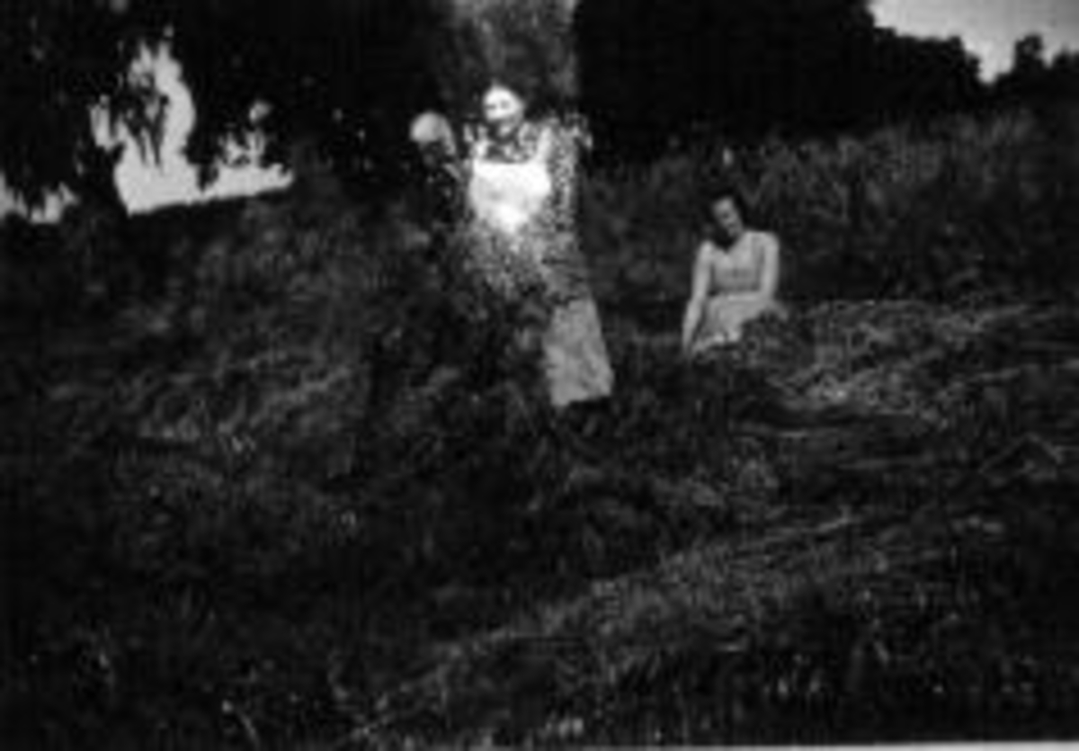 Anno Domkirkeodden, Skjæring av havre på Kirkejordet, Kise mellom, Fra venstre er Hanna Gjestvang, Anne Haugen, Kristiane Lise Mathea Haugen (1914-1995), gift med Leif Mengshoel.