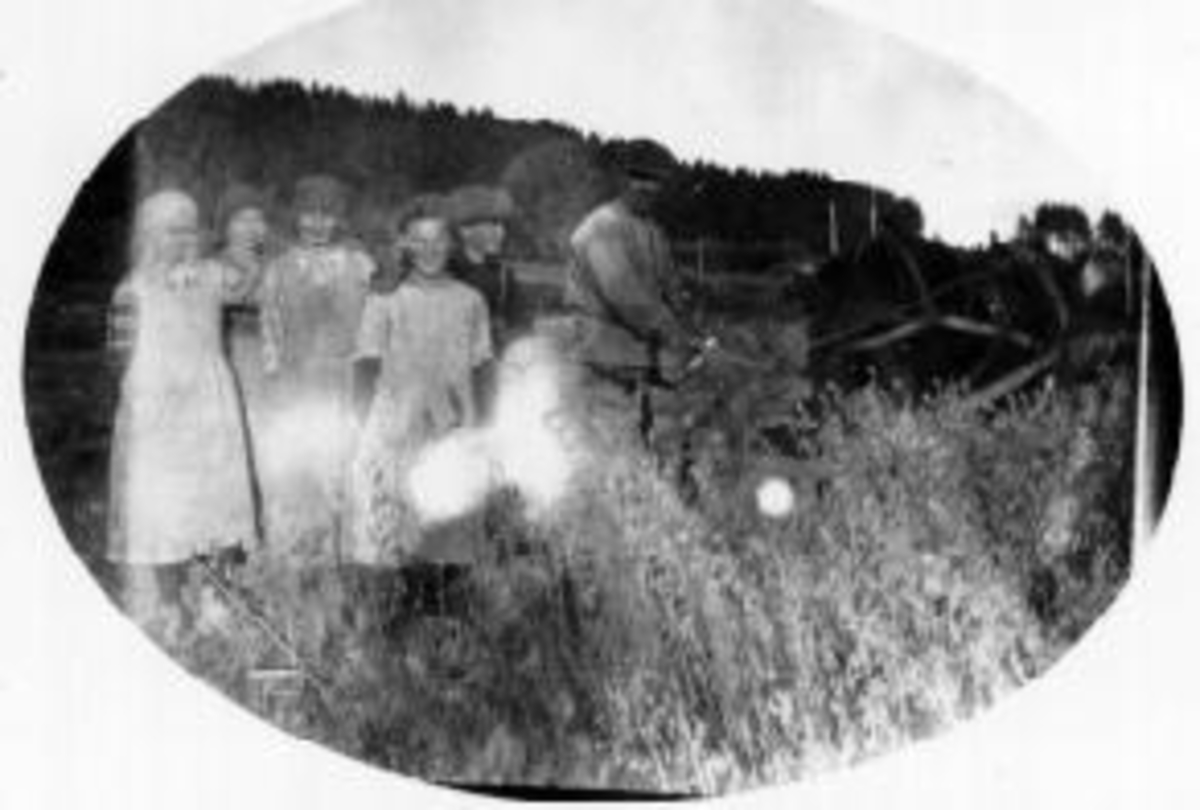 Anno Domkirkeodden, Skuronn. Leonard Larsen (1885-1978) er kjørekar med hest og slåmaskin. Ungene fra Vien hjelper til. Maurud nedre, Helgøya.