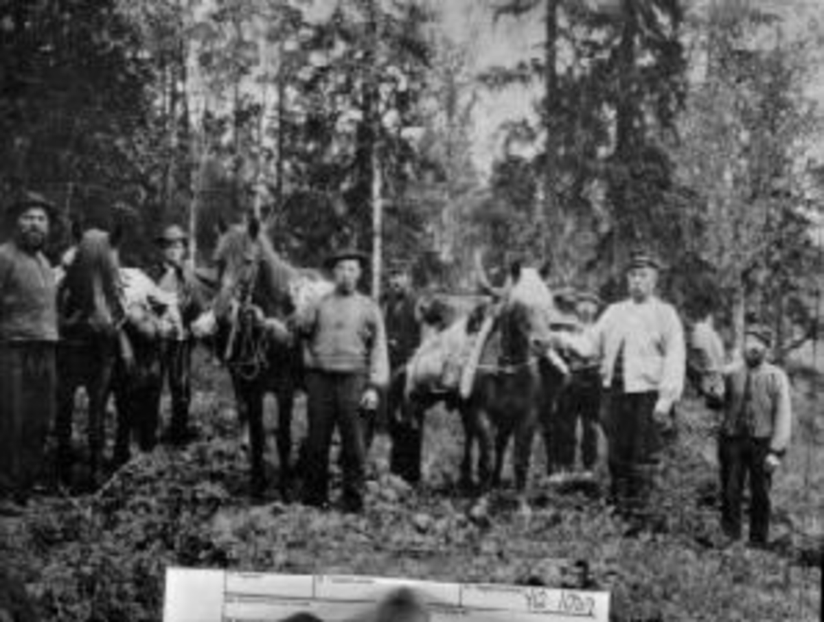 Anno Domkirkeodden, Sju menn med hester og kløv i skogen.