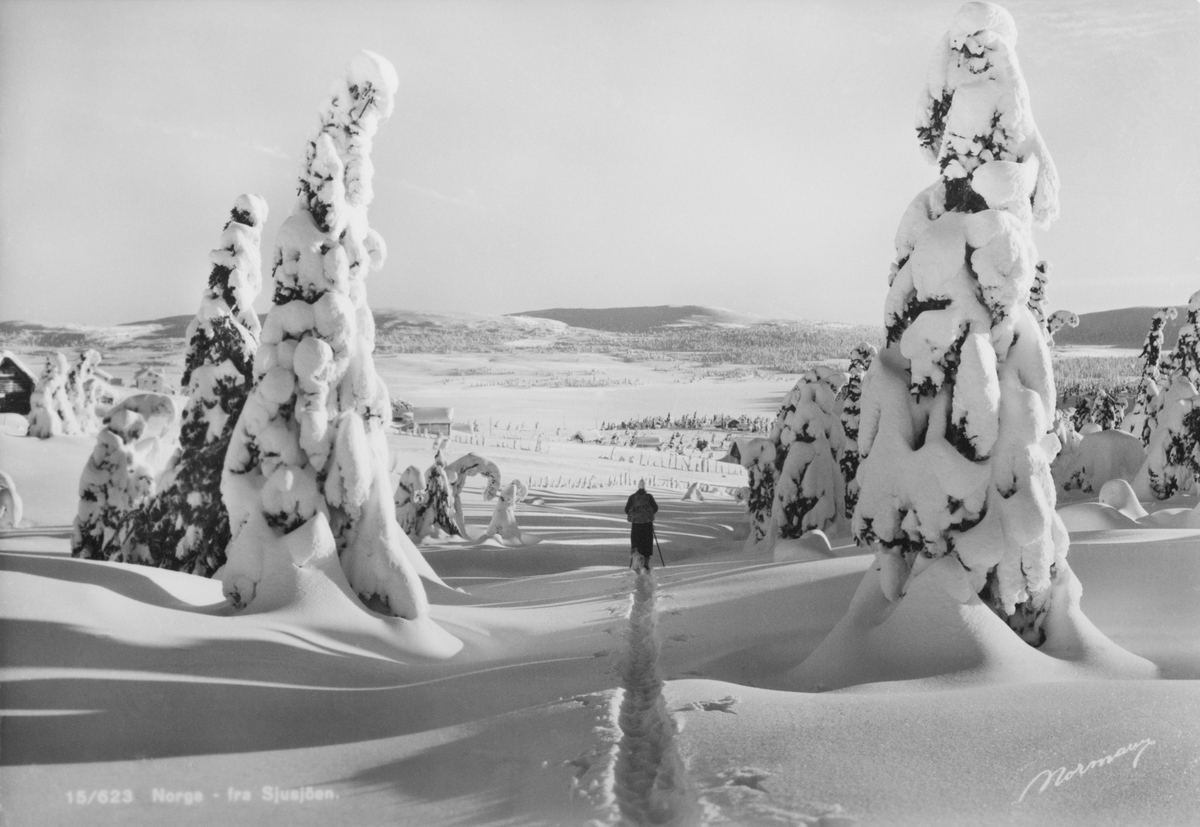 Anno Domkirkeodden, Vinterlandskap på Sjusjøen. Skiløper. Skispor. Snøtunge trær.