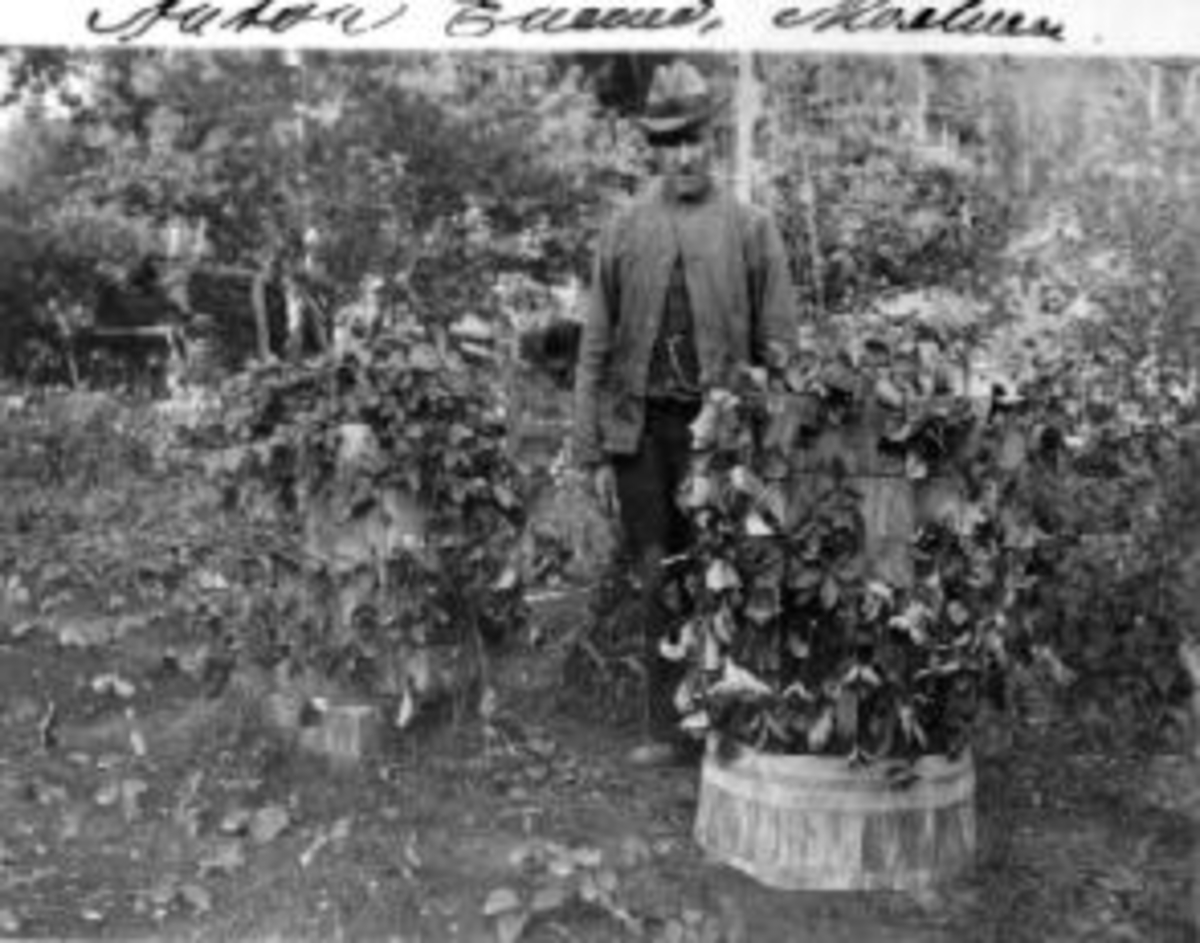 Anno Domkirkeodden, Anton Enemo f.1869 med hatt, fotografert i hagen, Moelv.