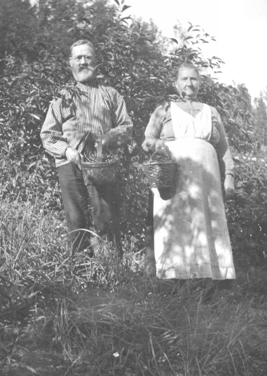 Anno Domkirkeodden, Nils Olsen Solbakken (1849-1926) og Helene Larsdatter Solbakken (1848-1934) plukker bær i Solbakken, Helgøya.