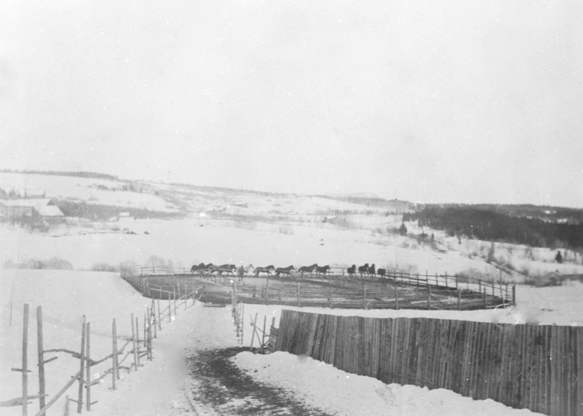 Anno Domkirkeodden, Ole Løken sine hester i innhegning på jordet. Løken østre, Veldre, Ringsaker. Ole Løken hadde ungarske hester for staten (militæret) i oppdrett.