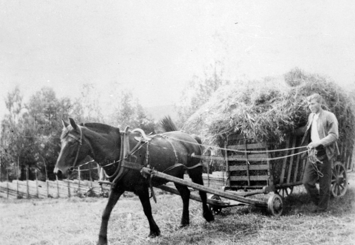 Anno Domkirkeodden, Slåttonn på Tokstad, Brøttum, Ringsaker. Hest med høykjerre. Leif Tomter f.1899 holder tømmene.