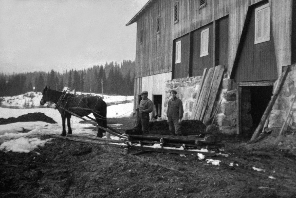 Anno Domkirkeodden, Utkjøring av møkk med hest og møkkbrett på Sletvolden, Lismarka, Ringsaker. Anton Sletvolden med tømmene.