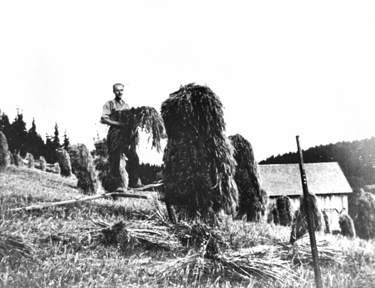 Anno Domkirkeodden, Skuronn i Svartåssveen, Lismarka, Ringsaker. Aksel Sveen står på råkrakk med kornband og drar de på rå.