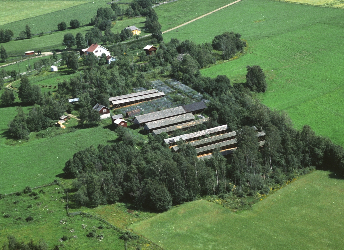 Widerøes Flyveselskap A/S, Flyfoto, Røisheim, pelsdyrfarm, Brøttum, Ringsaker.