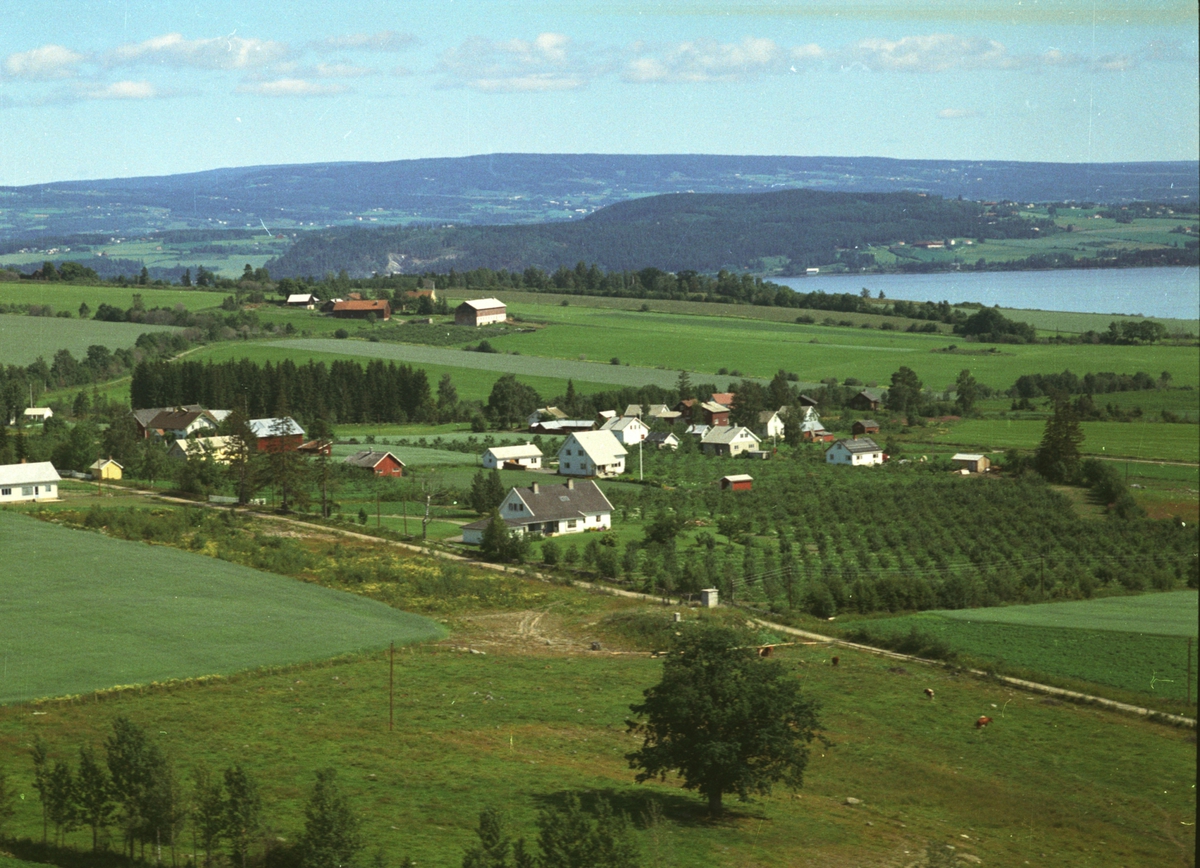 Widerøes Flyveselskap A/S, Flyfoto, frukttrær, Seland, bebyggelse, Nes, Hedmark.