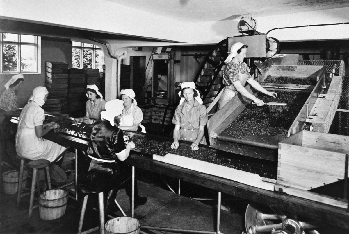 Anno Domkirkeodden, Interiør, mottageravdelingen på A/S Oplandske Konservesfabrikk, Stabburet, Nora. Brumunddal. Manuell og maskinell rensing av bær. Sju damer arbeider. Bak transportbåndet er fra venstre Gunvor Larsen, Rigmor Høivåg, Karoline Frisli, ukjent, Karen Lagmandsveen.
