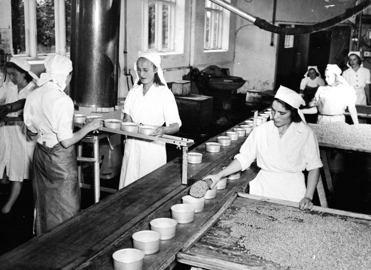 Anno Domkirkeodden, Interiør, A/S Oplandske Konservesfabrikk, Stabburet, Nora. Syv damer arbeider med fylling av erter på boks. Fra venstre er Janne Pedersen, ukjent, Solveig Pedersen. Foran til høyre er Odbjørg Simenstad. Bak er Mabel Stensli. Bak til venster Lovise Nilsen. Bak til høyre er Ragnhild Irstad.