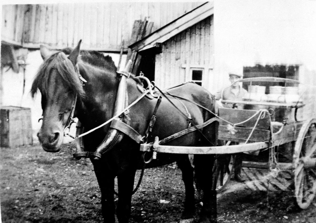 Anno Domkirkeodden, Hest med kjerre (stolkjerre) med melkespann til meieriet fra Aanerud nedre, Veldre, Ringsaker.