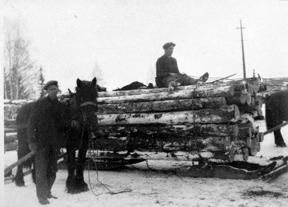 Anno Domkirkeodden, Gunnar Kjerringsveen kjører bjørktømmer med hest, bukk og geit. Moelvendoning. Langmosaga på Holen, Veldre, Ringsaker.