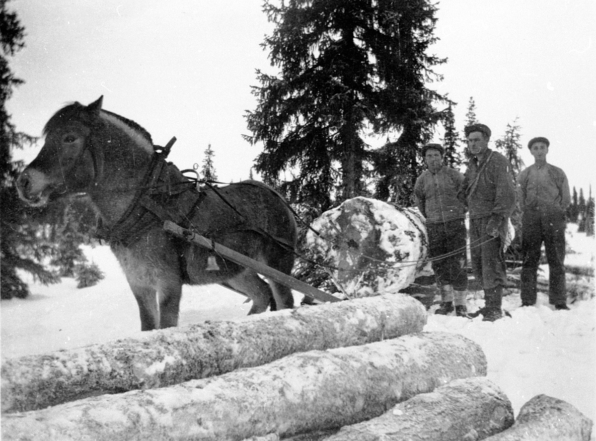 Anno Domkirkeodden, Tømmerlunning med hest i Åstadalen. Fra venstre er Olaf Rudi, ukjent, Even Harbyengen.