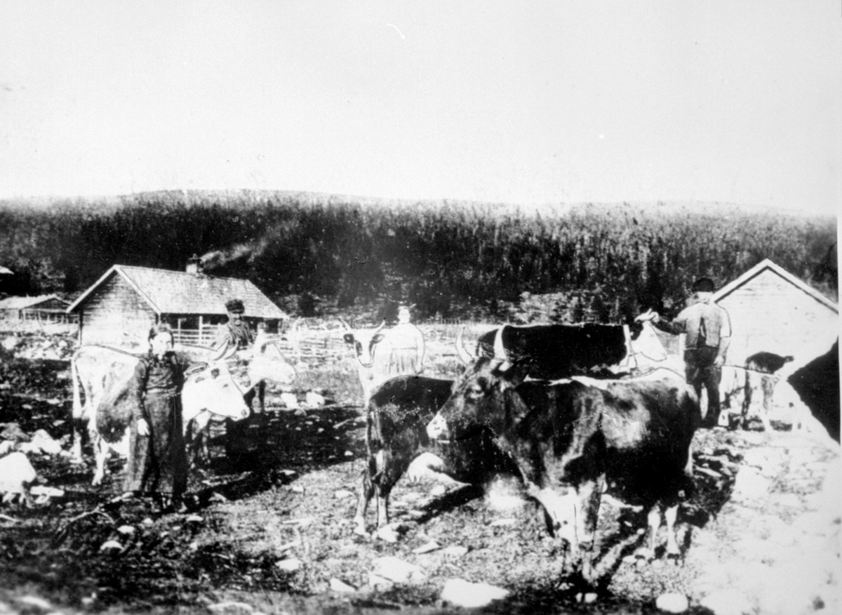 Anno Domkirkeodden, Gammelskolla seter, Ringsakerfjellet. Peder M. Bjørklund f.1854, Bergin Pedersen Kjelsmoen f.1890, Berthe Bjørklund f.1851, Martin pedersen Bjørklund f.1890. Kuer på beite. Størhus og fjøs.