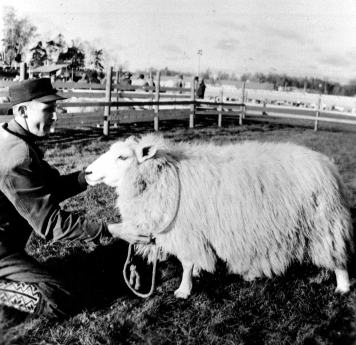 Anno Domkirkeodden, Sverre Høiby med sauen Kronhild, 1. premie på utstilling 1958, Ringsaker.