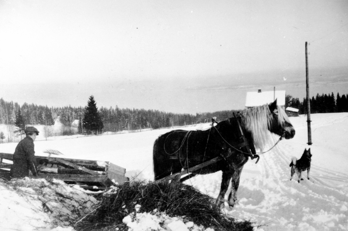 Anno Domkirkeodden, Kålrotkjøring med hest og slede i Lodviken, Helgøya. Elghund er med. Lodvikhagen i bakgrunnen. Utsikt mot Mjøsa og Stange.