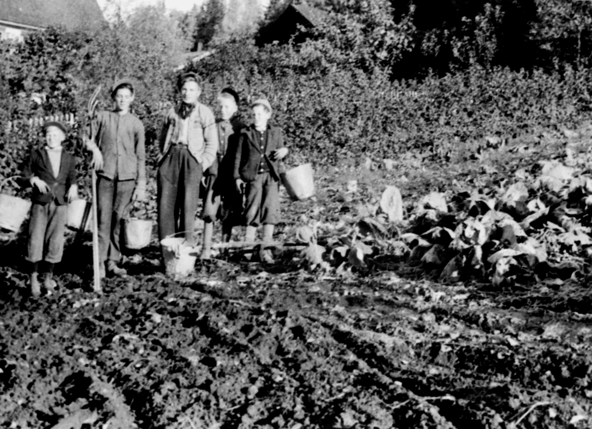 Anno Domkirkeodden, Potetonn på Hauger gård, Brøttum, Ringsaker. Potetplukkere med bøtter og hakke.
