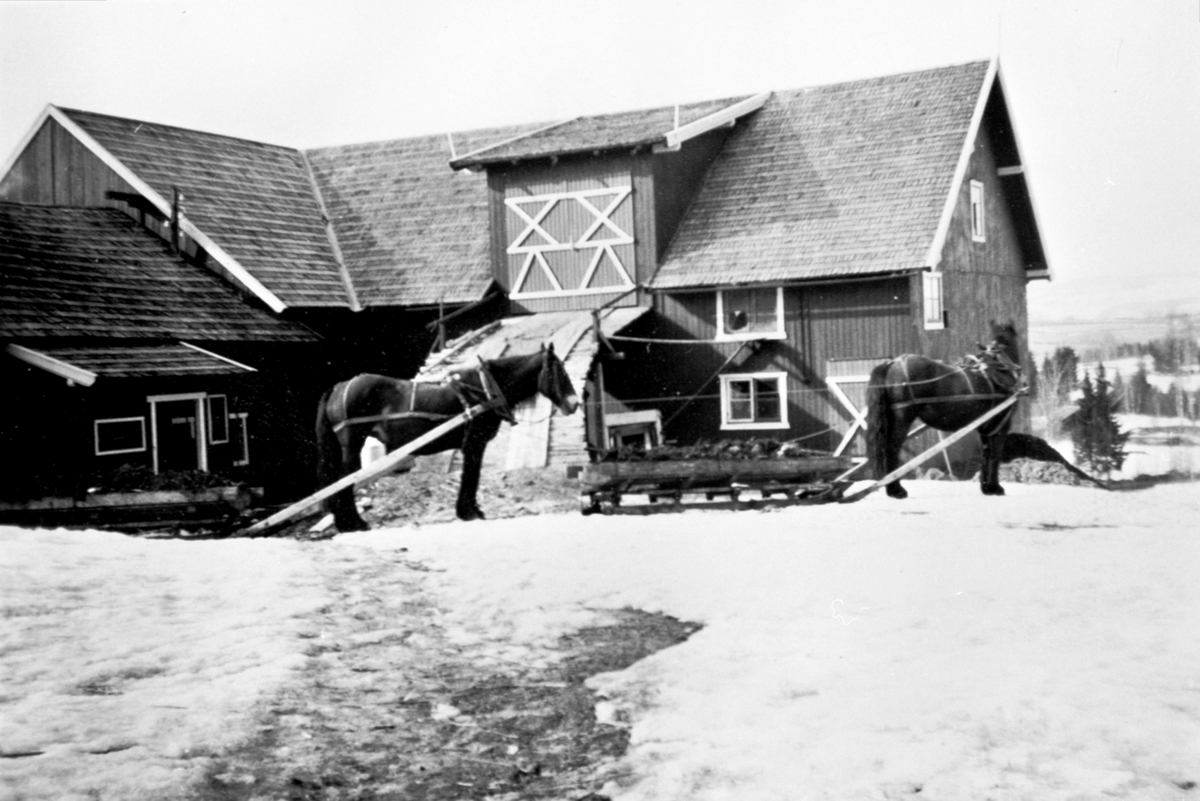 Anno Domkirkeodden, To hester med møkklass på slede utenfor låven på Haugstua, Veldre, Ringsaker.