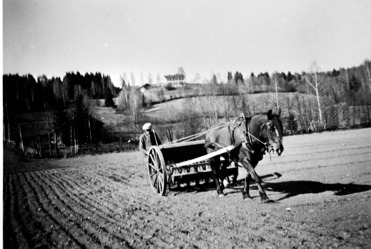 Anno Domkirkeodden, Våronn i Røhrsveen, Ringsaker. Ola Balken med hesten "Dokka" og såmaskin.