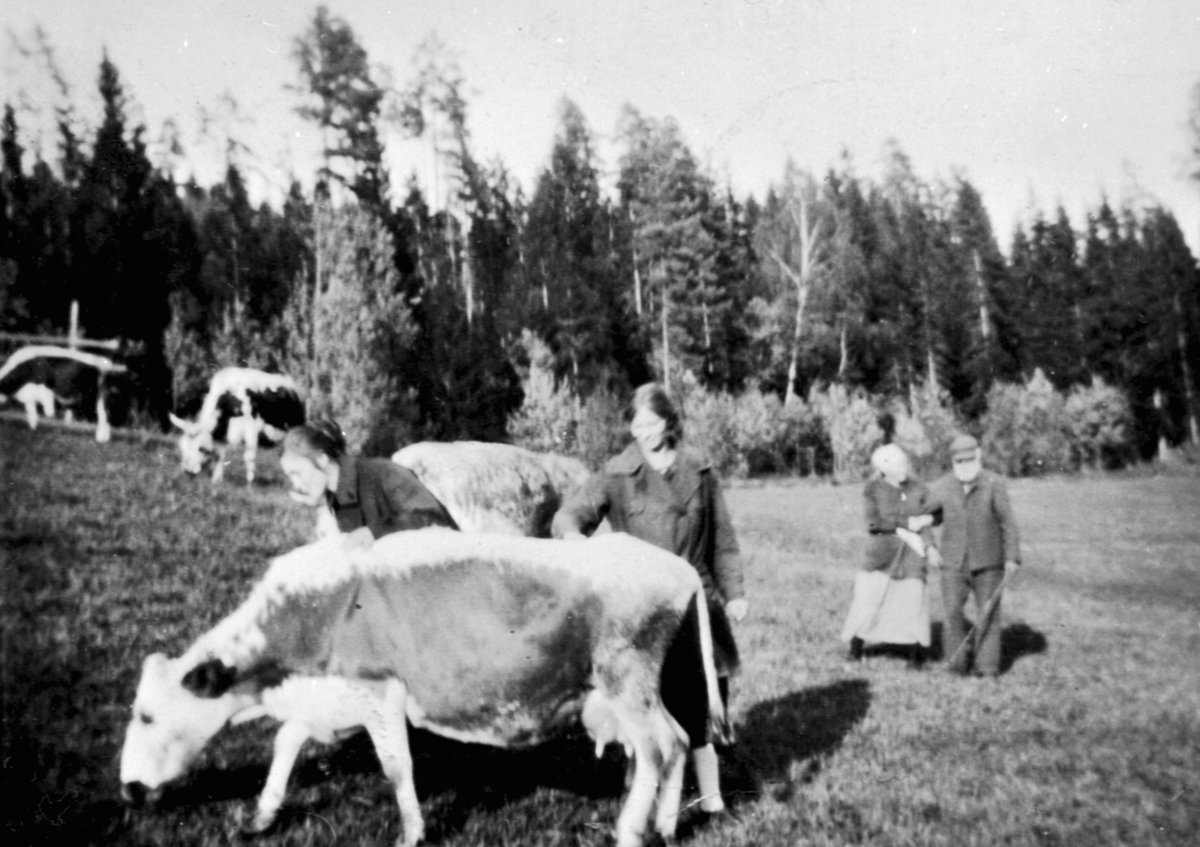 Anno Domkirkeodden, Telemarksku på beite på Raknerud nordre, Helgøya. 4 personer på beite.