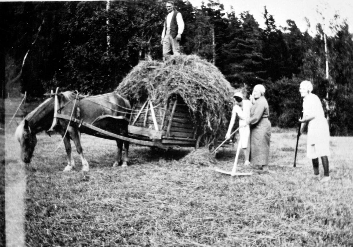 Anno Domkirkeodden, Slåttonn på Raknerud nordre. Hest med 2 hjuls høykjerre. Frants Raknerud på lasset. Alvhild Raknerud med rive foran til høyre. Bak er 2 slektninger fra Toten. Emma og Ingrid.