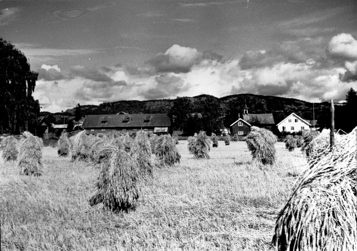 Anno Domkirkeodden, Kornsnes, kornåker på Mo gård, Moelv.