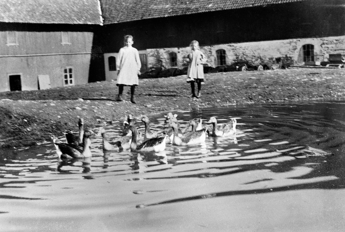 Anno Domkirkeodden, Mange ender i andedam på inntunet på Skredshoel gård, Ringsaker. Margaretha Marie Bergseng og Marie Bergseng.