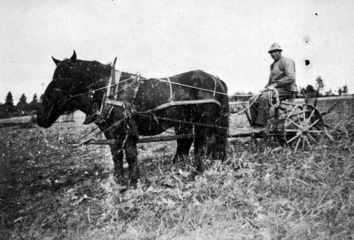 Anno Domkirkeodden, Potetonn på Sveen, Veldre. Karl Gropen kjører hest med potetopptager.