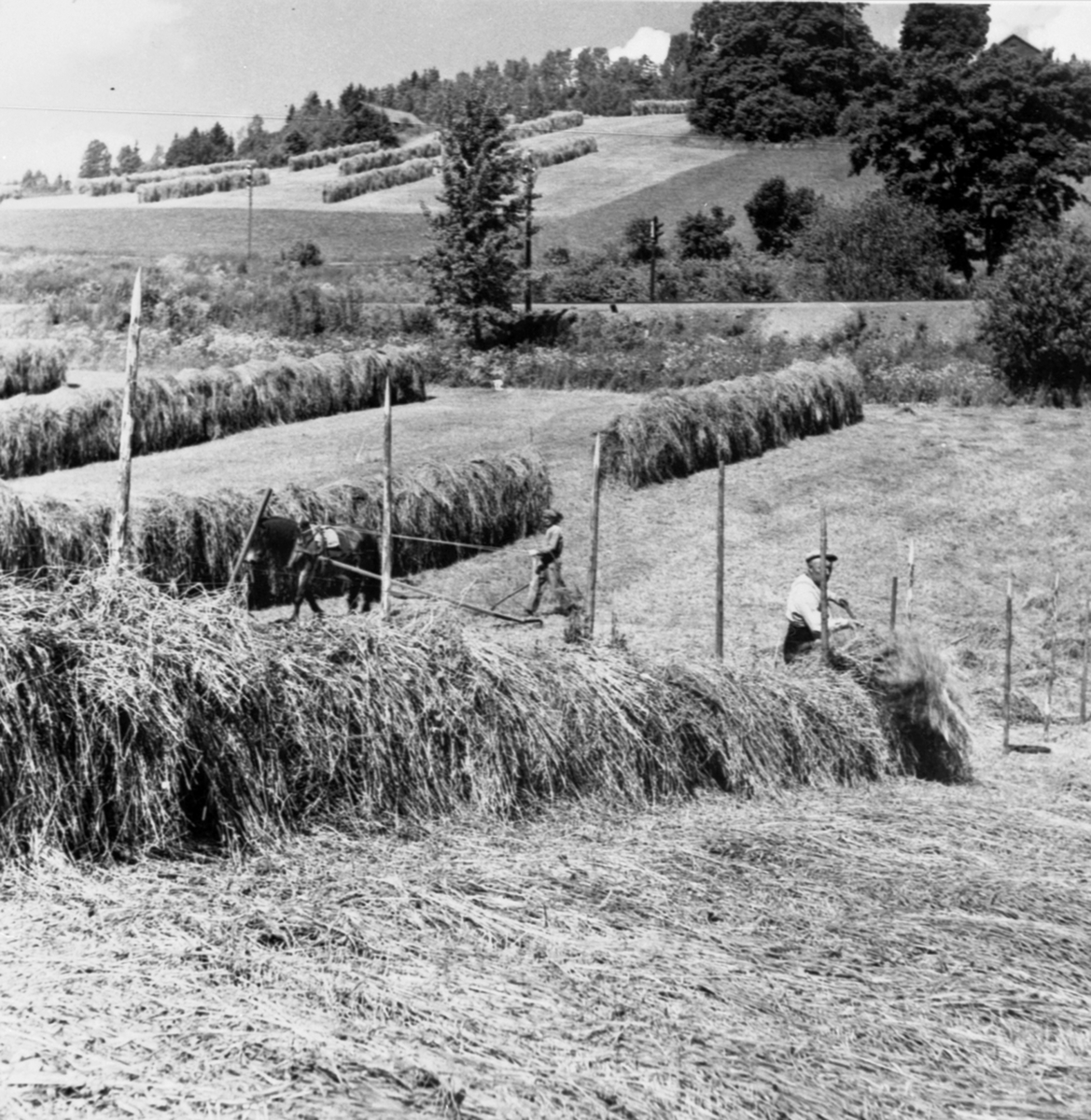 Anno Domkirkeodden, Høyonn på Tande, Ringsaker. Hest med sleperive. Sigurd Simensen hesjer høy.