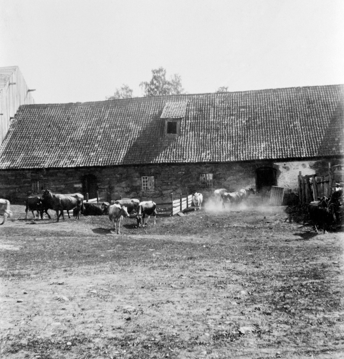 Anno Domkirkeodden, Kuer foran gammelt steinfjøs på Tande gård, Ringsaker.