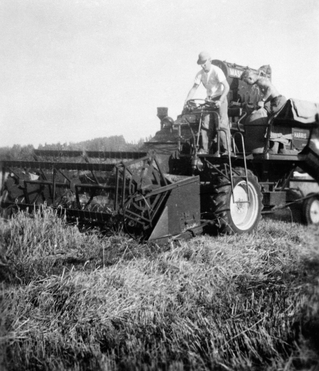 Anno Domkirkeodden, Skuronn på Ringsaker lille. Tresking med en Massey Harris skurtresker. Fører er H.J. Vanem, sekkemann er Svein Øhre.