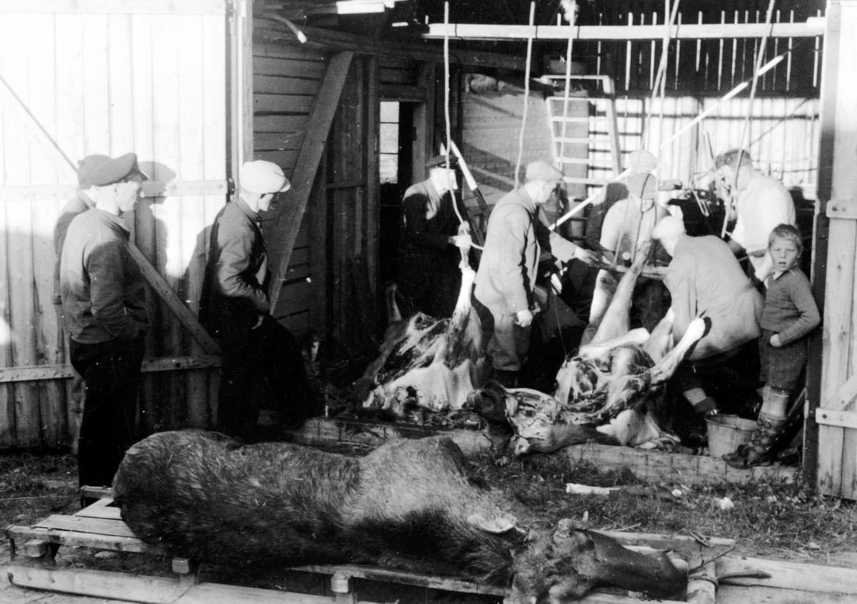 Anno Domkirkeodden, Slakting av elg i Lodviken, Helgøya. 6 menn arbeider. 3 menn og en gutt ser på. Det ble felt 4 elger på samme dagen.