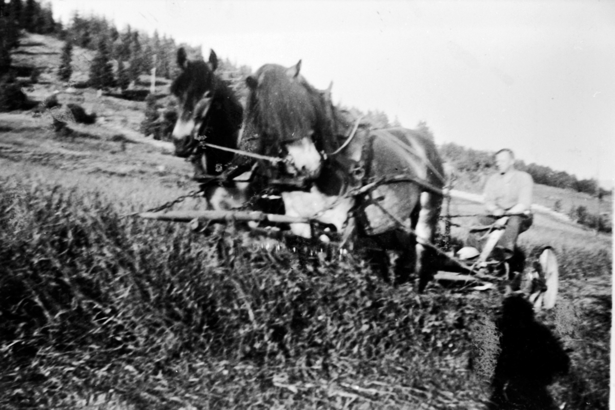 Anno Domkirkeodden, Slåttonn på Ulven gård, Ringsaker. Bestyrer Per Bergseng, Brøttum gamlehjem. Tospann hester med slåmaskin. "Brona" og "Liv".