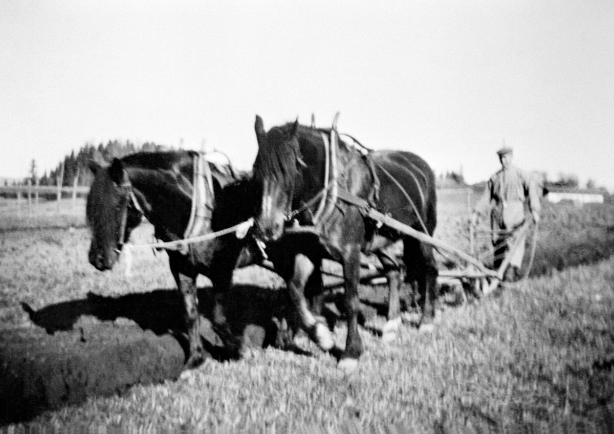 Anno Domkirkeodden, Våronn i Lillehagen, Ringsaker. Olav Hageberg pløyer med tospann hester.