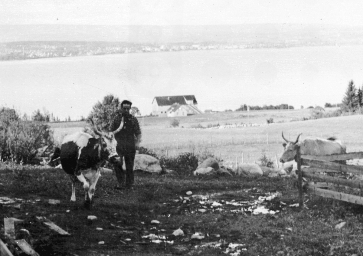 Anno Domkirkeodden, Per Røste jager kua inn fra beite på Venningrud, Helgøya. Telemarksku. Avlangerud østre i bakgrunn. Utsikt mot Mjøsa og Hamar.