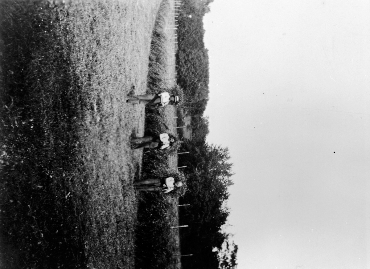 Anno Domkirkeodden, Hesjing av høy på Hovelsrud, Helgøya. Fra venstre Birger Vien (1880-1949), Thomas Ludviksen Solbakken (1897-1972) Olivius Maurud f.1869.