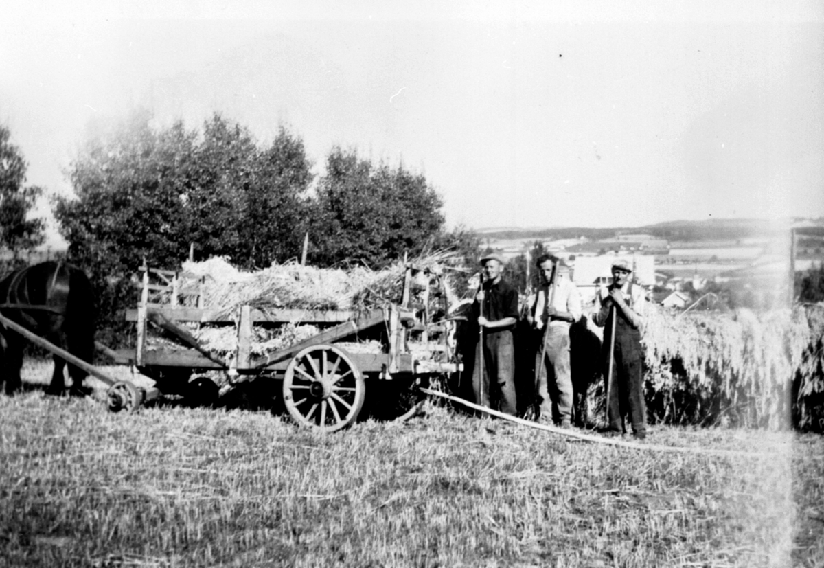 Anno Domkirkeodden, Skuronn på Stav, Helgøya, hest med høykjerre, 3 menn i arbeidsklær med river.