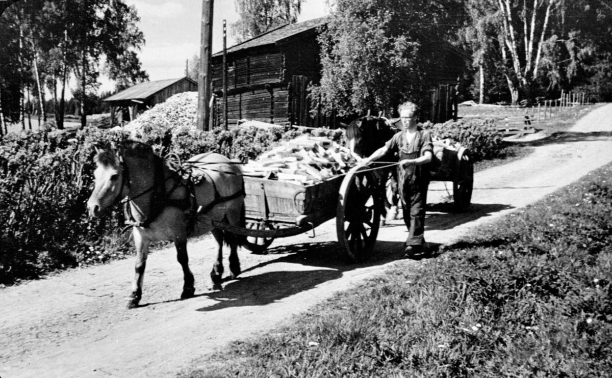 Anno Domkirkeodden, Vedkjøring med hest og stuttkjerre på Tjerne, Ringsaker.