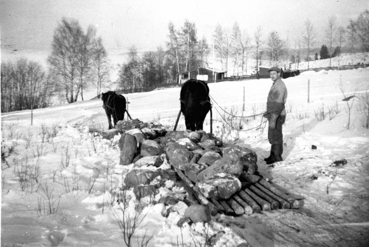 Anno Domkirkeodden, Hester med steinlass på steinslede på Heggenhaugen, Ringsaker. Hestene er "Sølvi" og "Rulle". Kjørekar er Gunnar Støen.