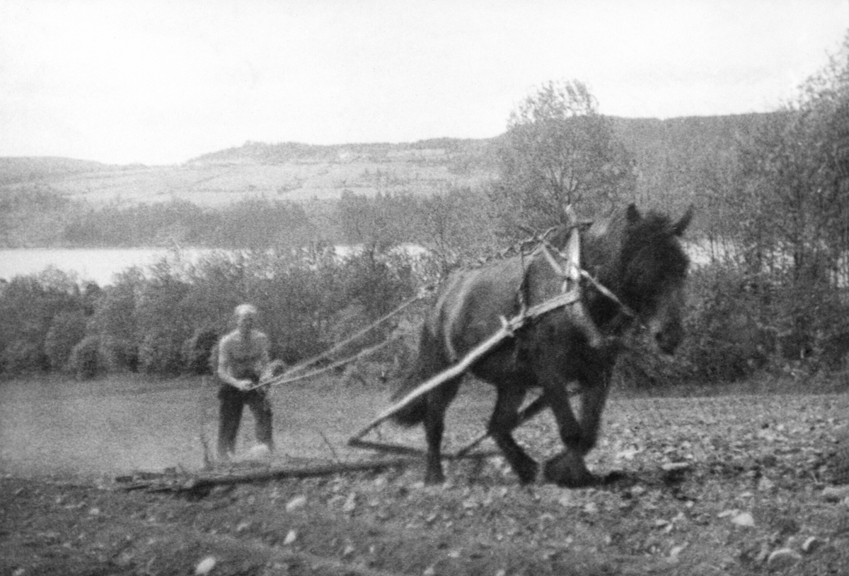 Anno Domkirkeodden, Aksel Snuggerud slodder med potetdrillen og hesten "Turid" på Heggenhaugen, Ringsaker.
