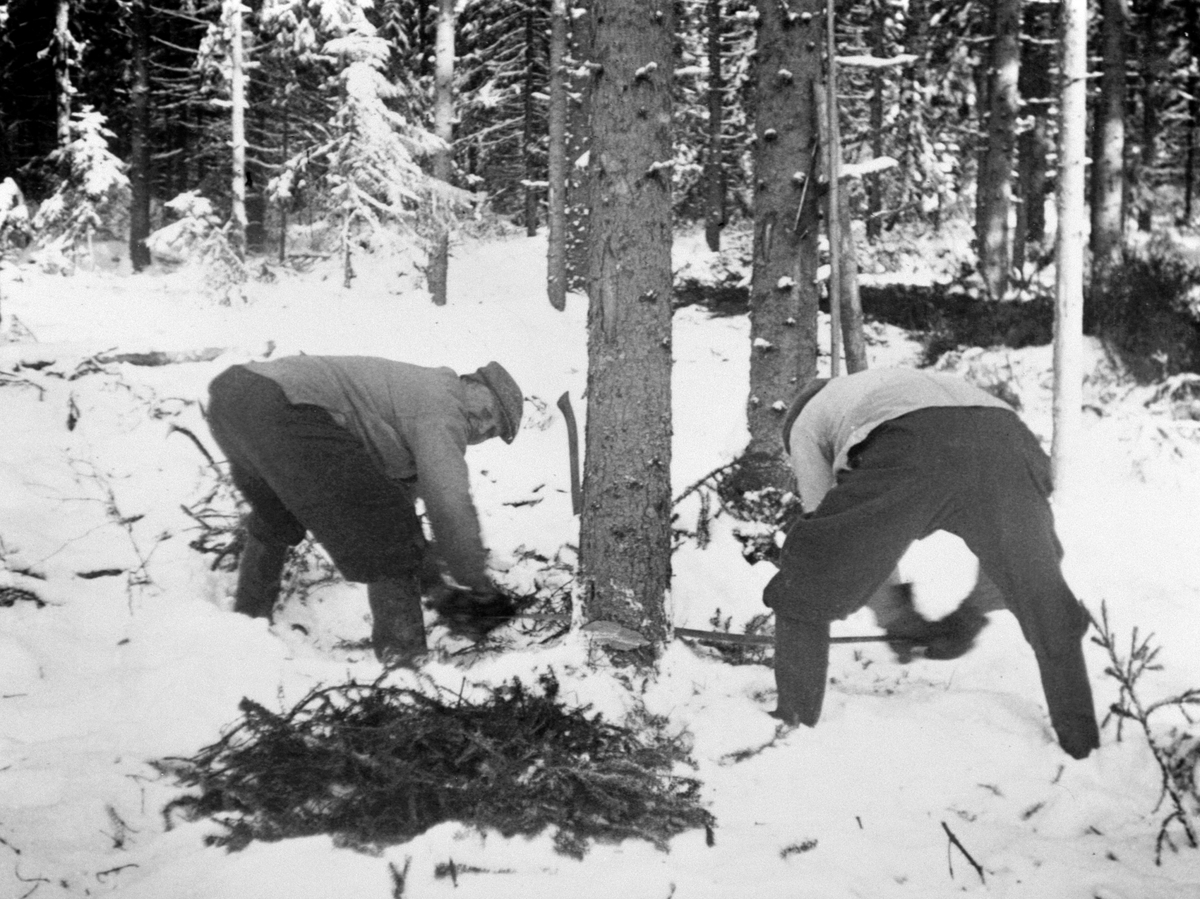 Anno Domkirkeodden, Skogsdrift, 2 menn feller tre med tigersvans (sag) på Heggenhaugen, Ringsaker. Nils Hansen og Thorvald Hagastuen.