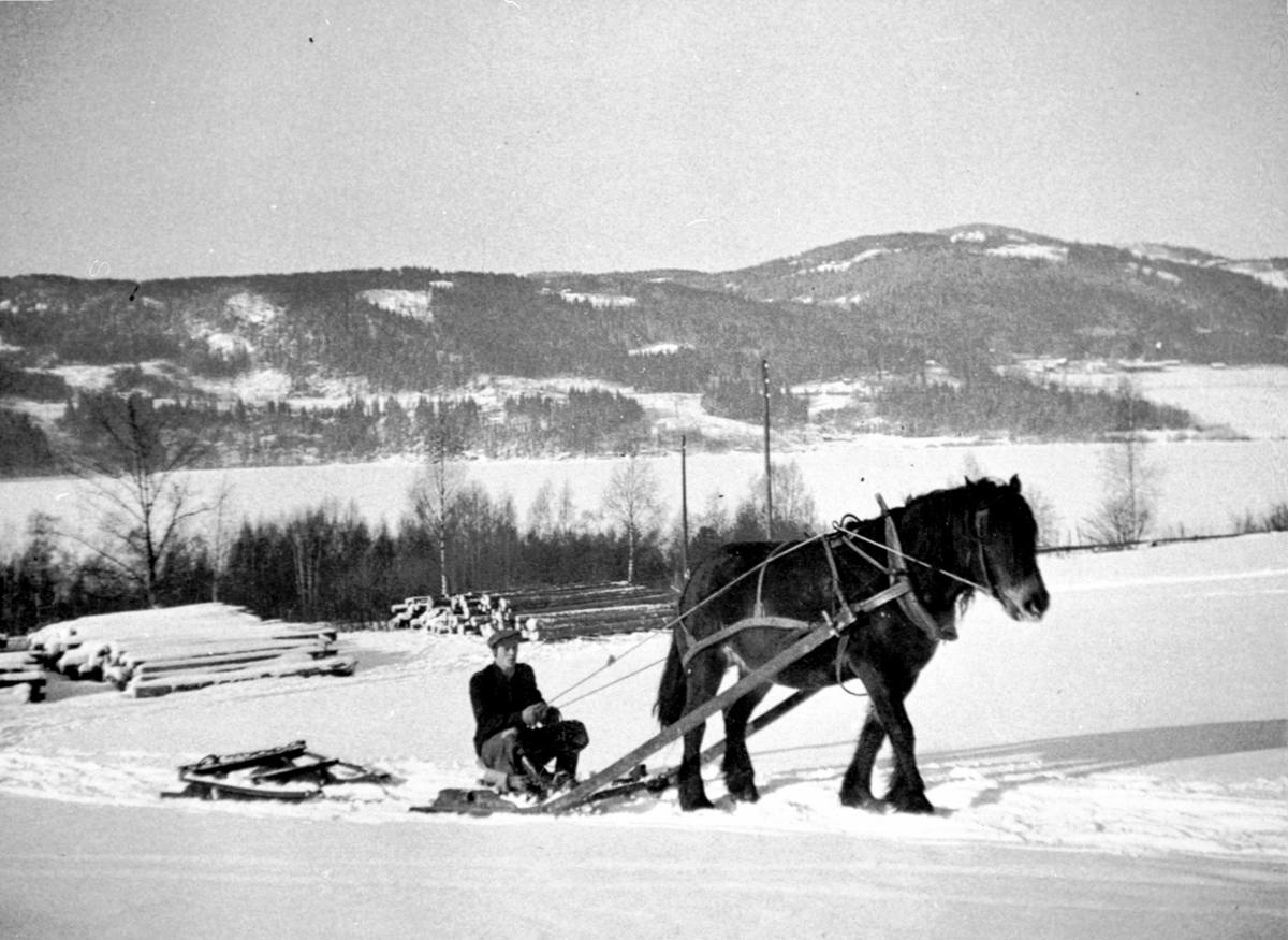 Anno Domkirkeodden, Aksel Snuggerud med hesten "Turid" som trekker bukk og geit på Heggenhaugen, Ringsaker.