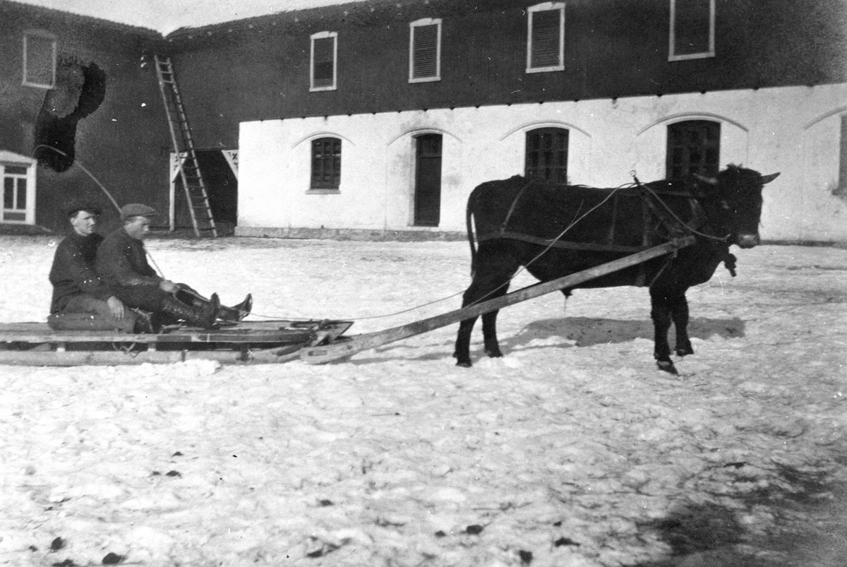 Anno Domkirkeodden, Kjøreokse med slede og to menn foran fjøslåven på Hoel gård, Nes, Hedmark.